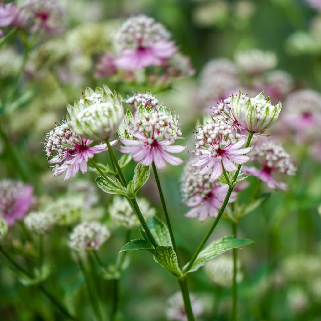 Astrantia major - Grande Astrance 