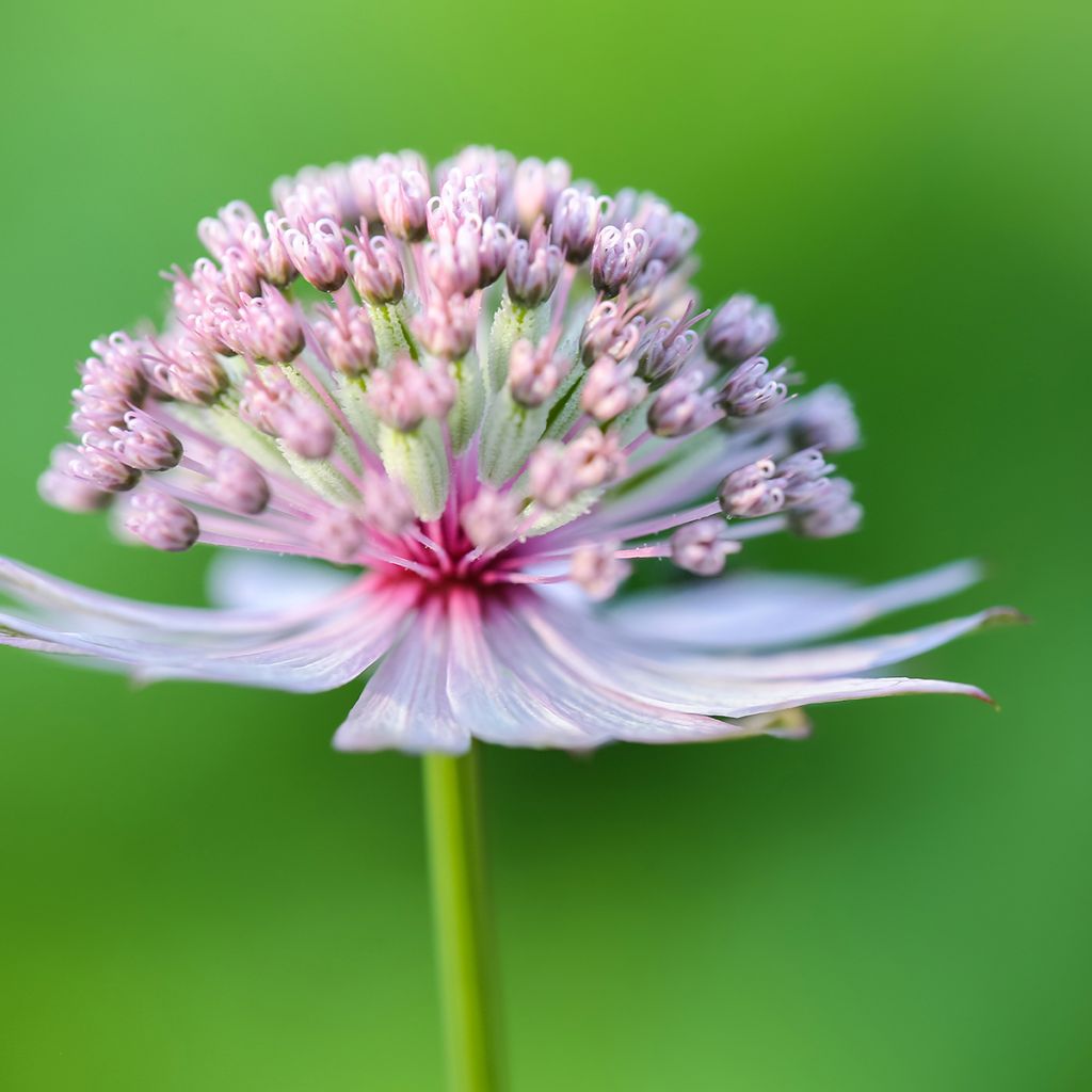 Astrantia major - Grande Astrance 