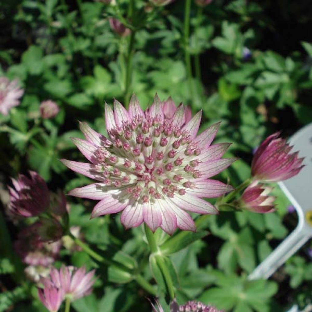 Astrance - Astrantia major Roma