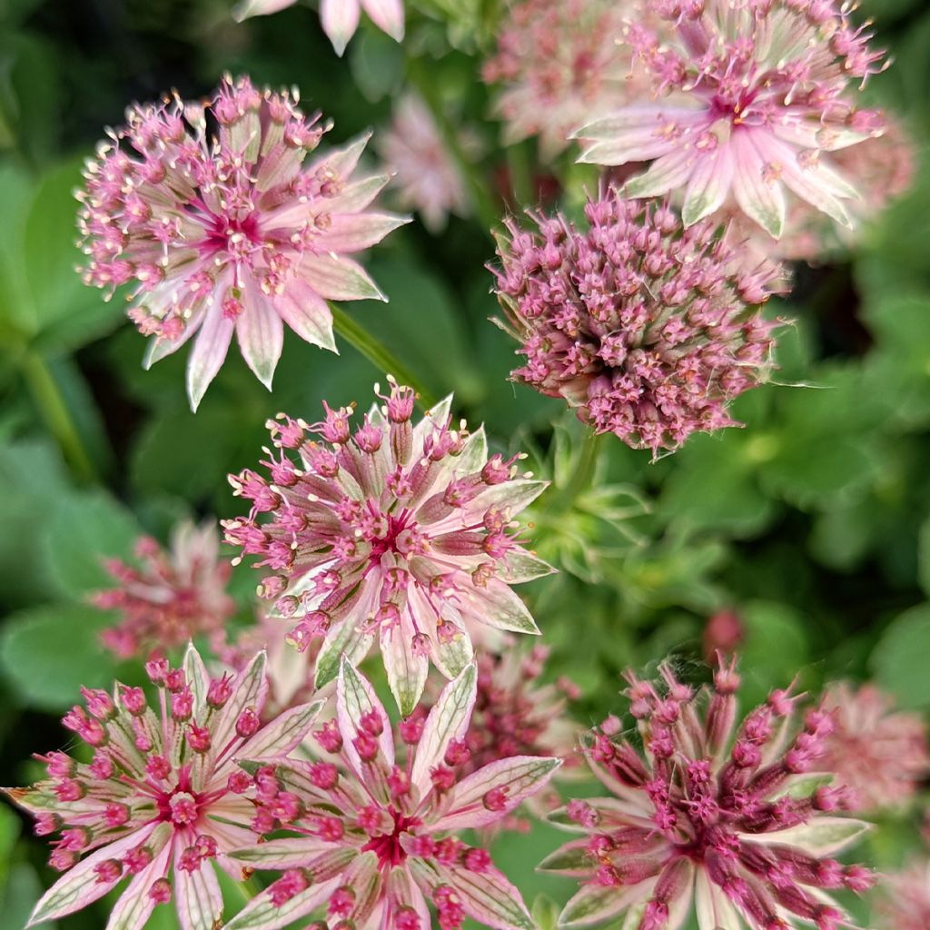 Astrance - Astrantia major Roma