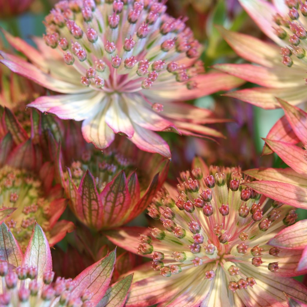 Astrance, Astrantia major Rosensinfonie