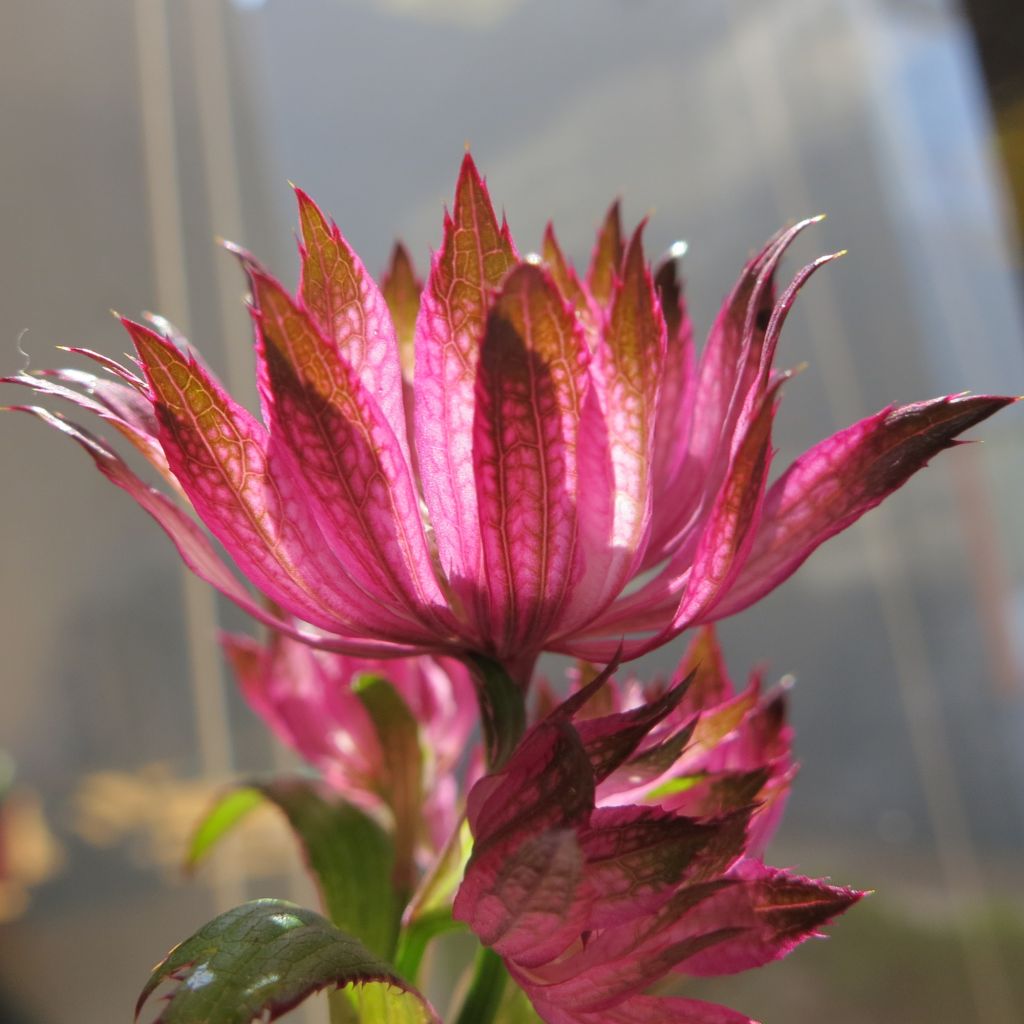 Astrance, Astrantia major Rosensinfonie