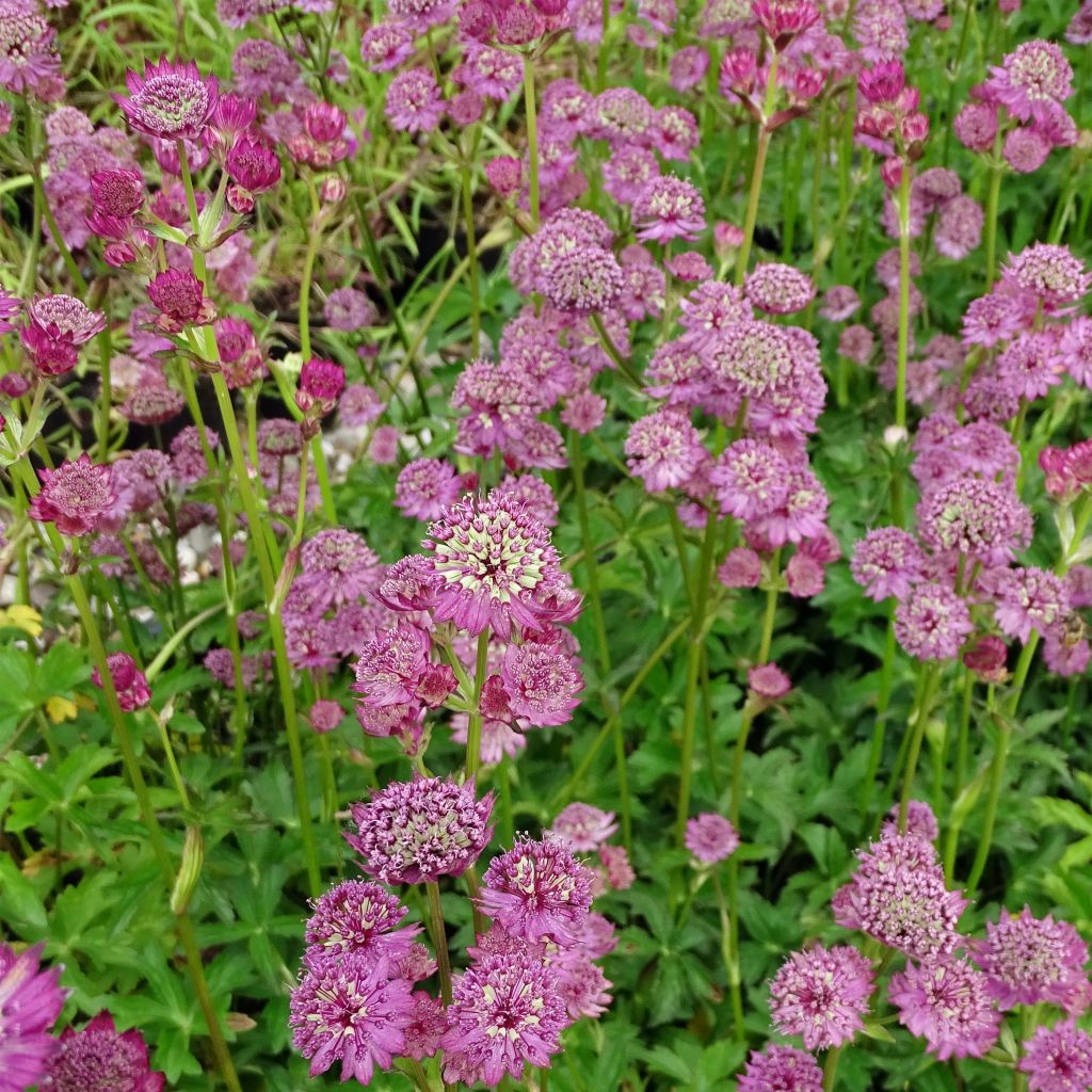 Astrance - Astrantia major Star of Beauty