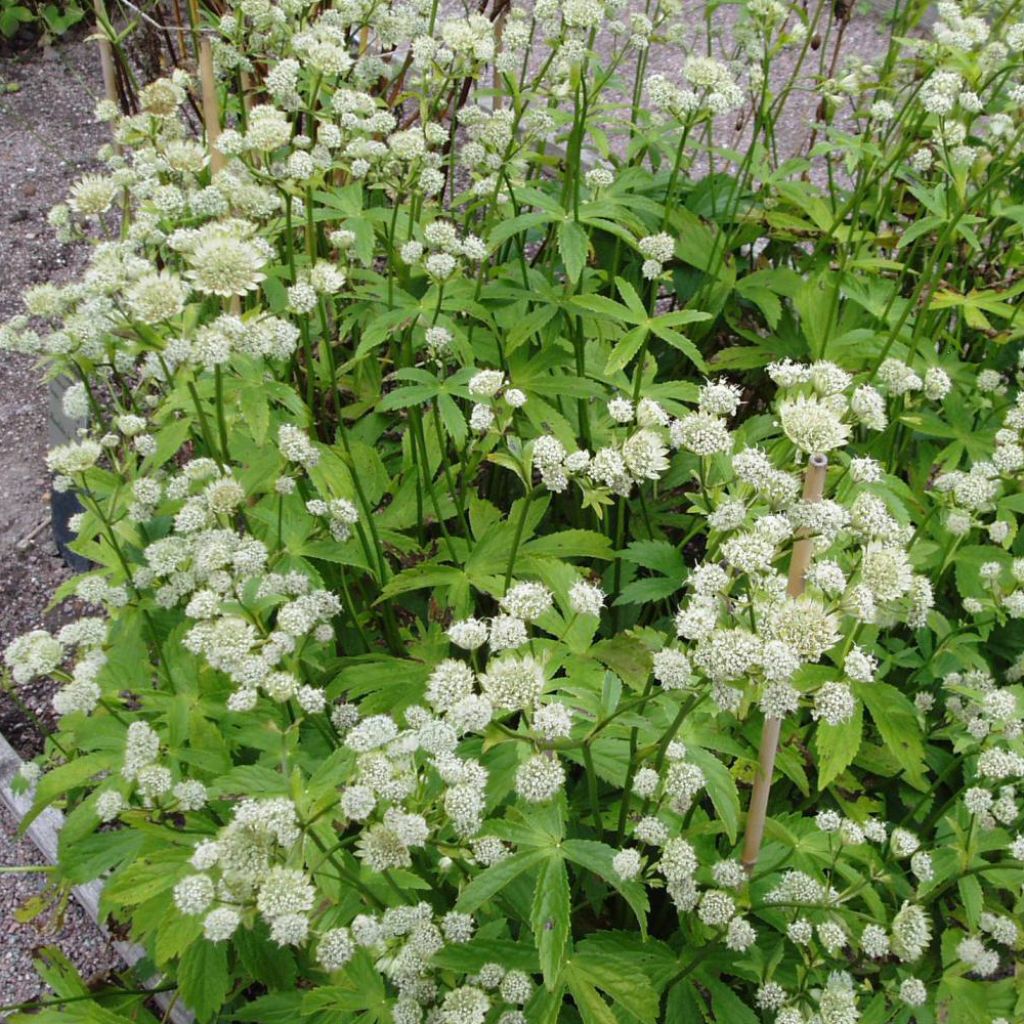 Astrance - Astrantia major Alba (White)