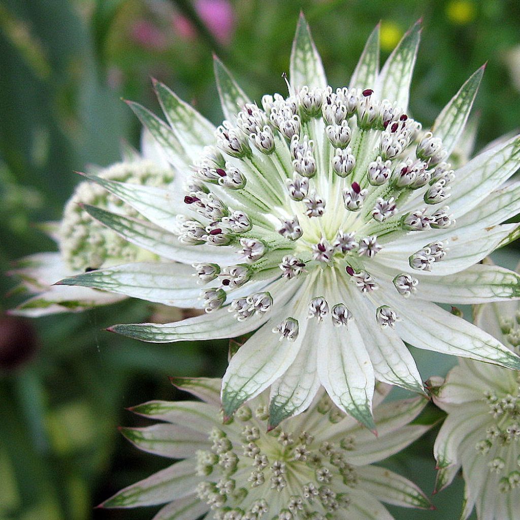 Astrance - Astrantia major Alba (White)