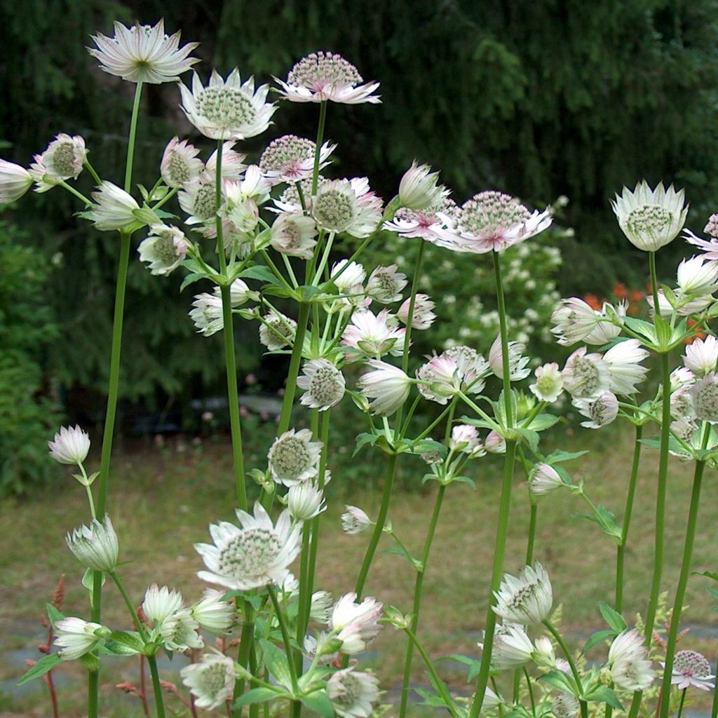 Astrance - Astrantia major Alba (White)