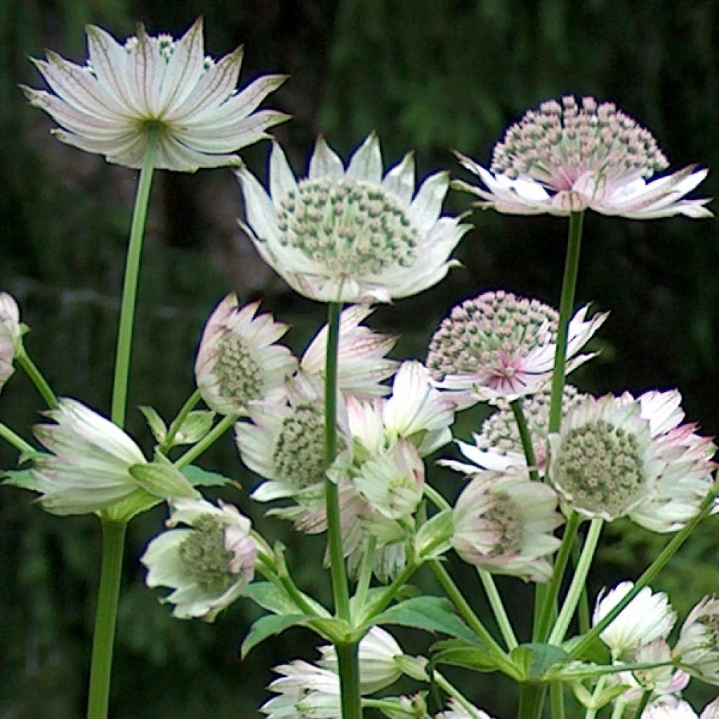 Astrance - Astrantia major Alba (White)