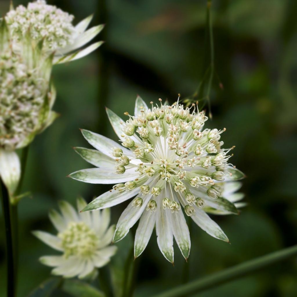 Astrance - Astrantia major Alba (White)