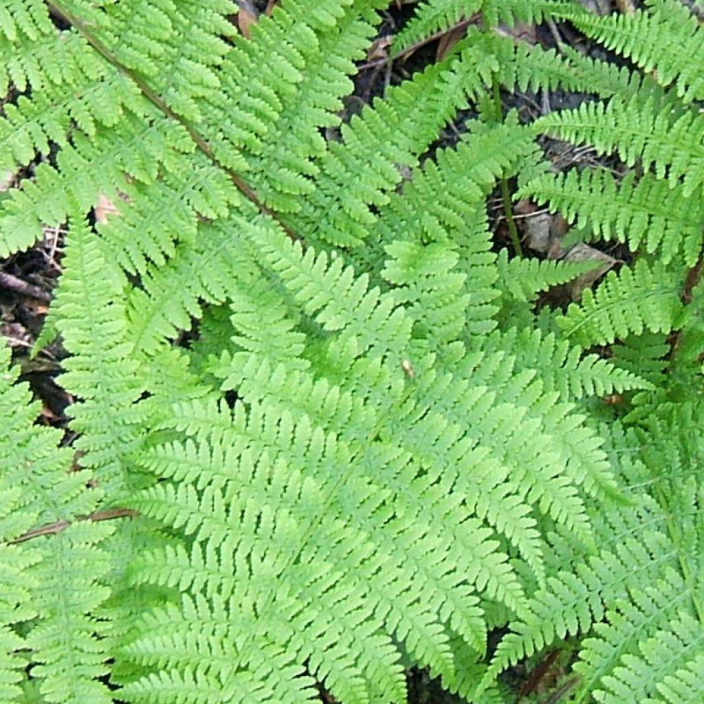 Athyrium filix-femina Cruciatum Group, Fougère femelle