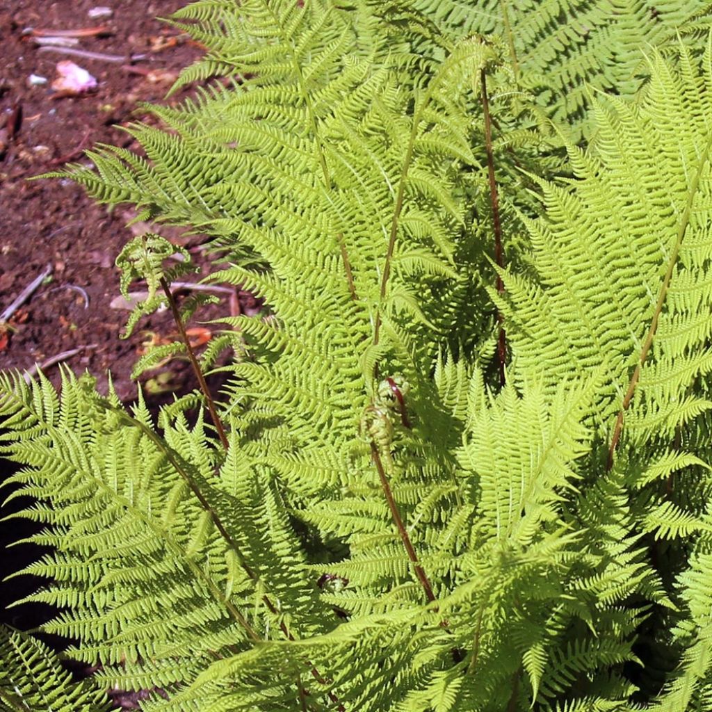 Athyrium filix-femina Rotstiel - Fougère femelle