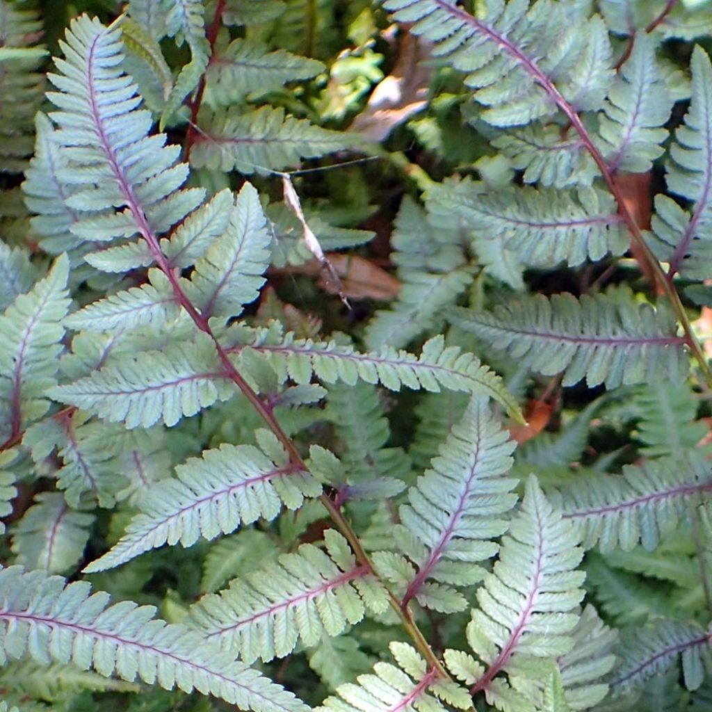 Athyrium niponicum Burgundy Lace - Fougère japonaise