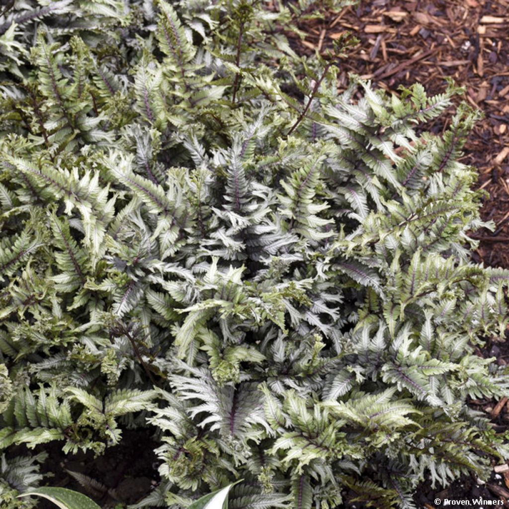 Athyrium niponicum Crested Surf - Fougère japonaise