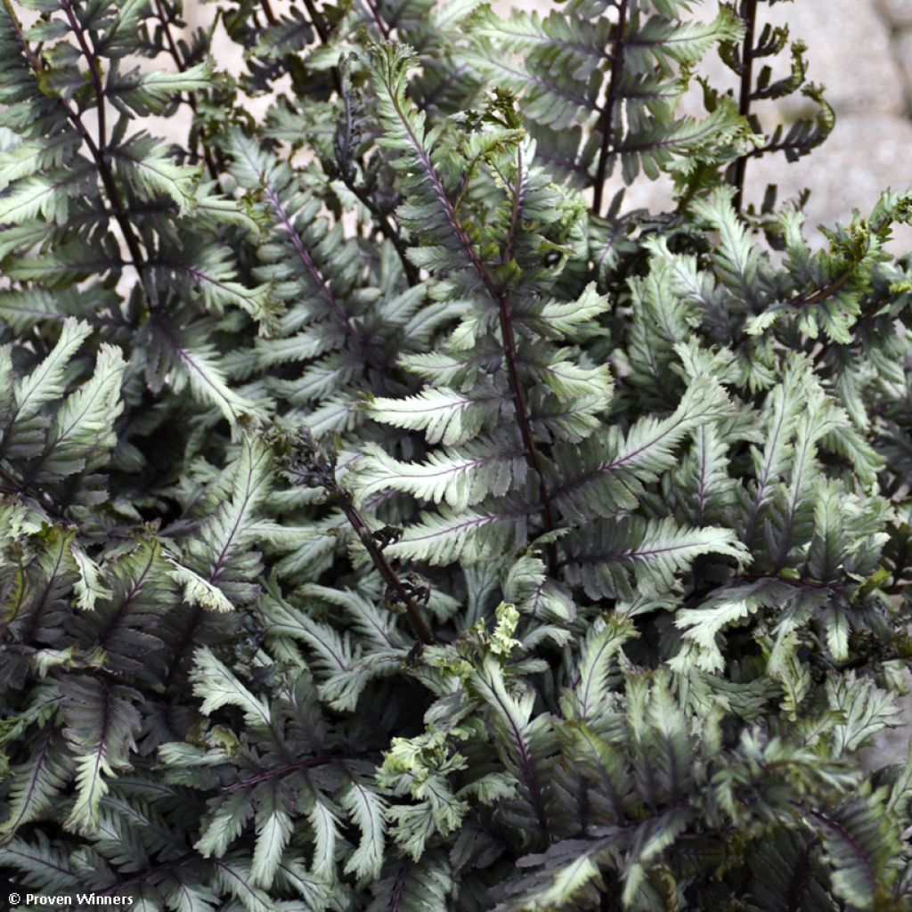 Athyrium niponicum Crested Surf - Fougère japonaise