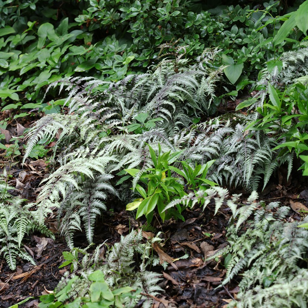 Athyrium niponicum Pewter Lace - Fougère Peinte