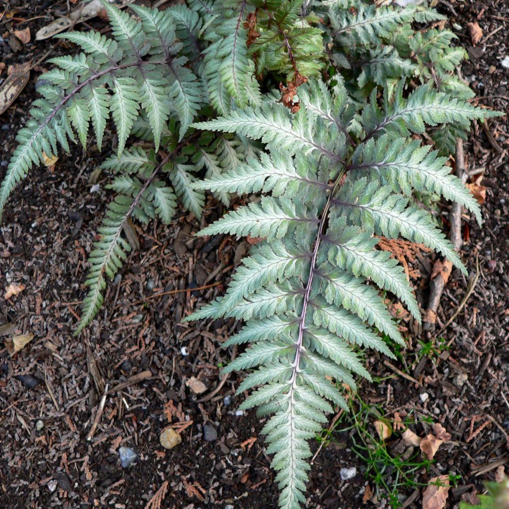 Athyrium niponicum var. pictum Red Beauty, Fougère femelle