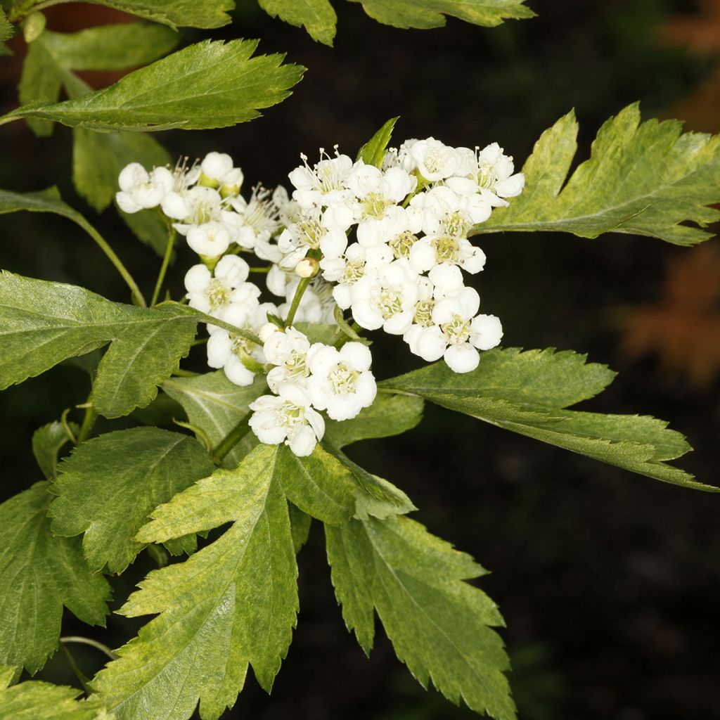 Aubépine - Crataegus chlorosarca Variegata