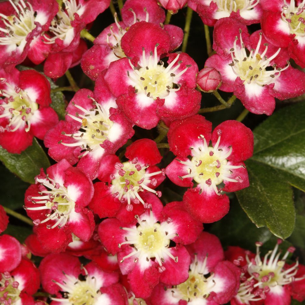 Aubépine - Crataegus laevigata Crimson Cloud