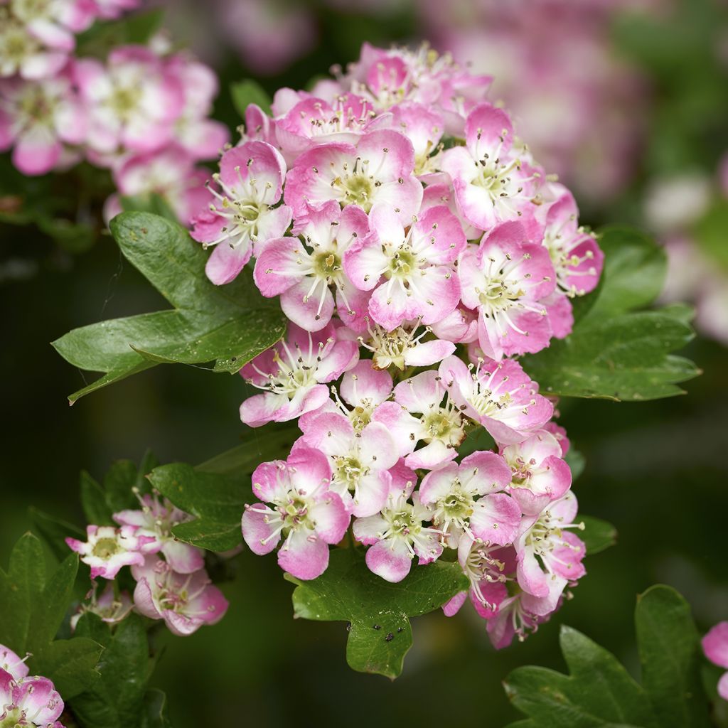 Crataegus laevigata Princesse Sturdza - Aubépine lisse