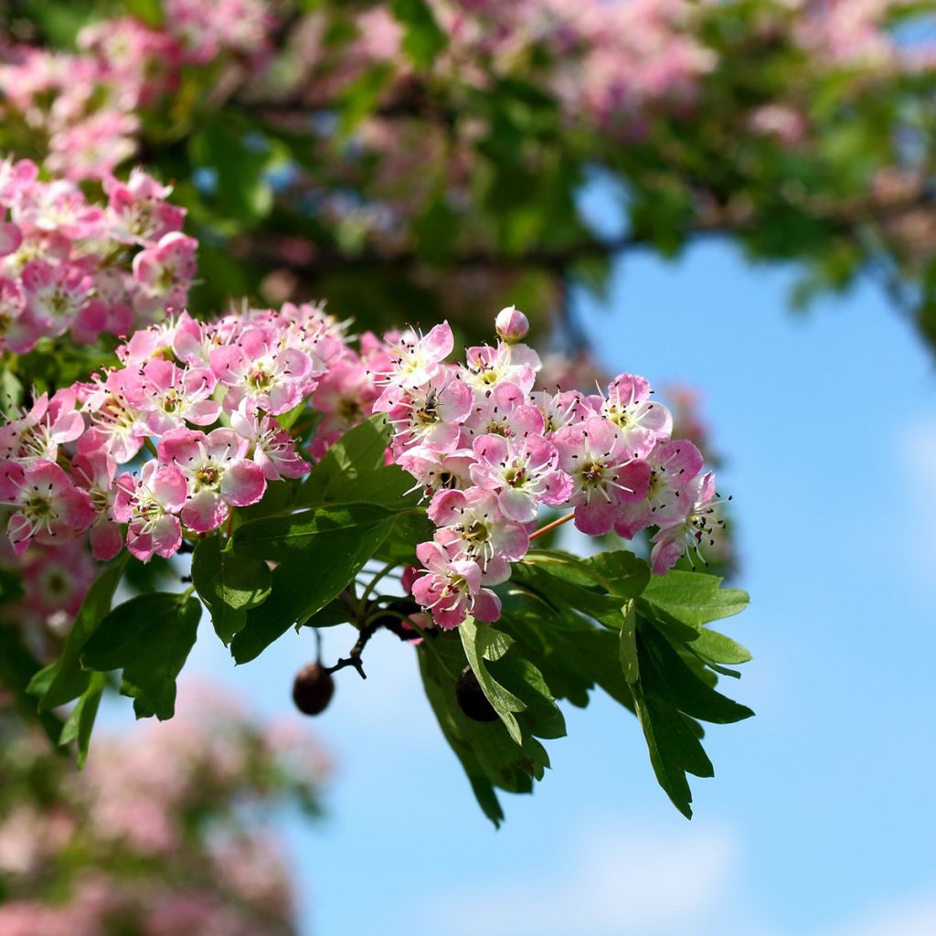 Crataegus laevigata Princesse Sturdza - Aubépine lisse