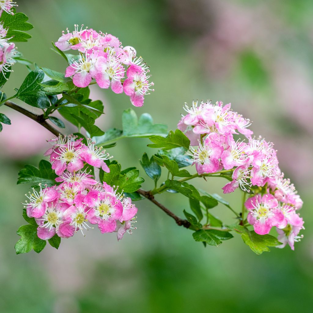 Crataegus laevigata Princesse Sturdza - Aubépine lisse