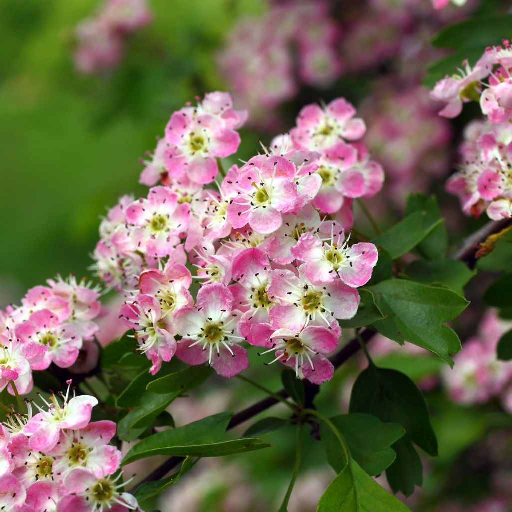 Crataegus laevigata Princesse Sturdza - Aubépine lisse