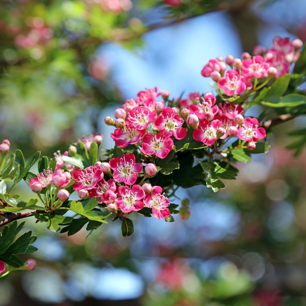 Crataegus laevigata Princesse Sturdza - Aubépine lisse