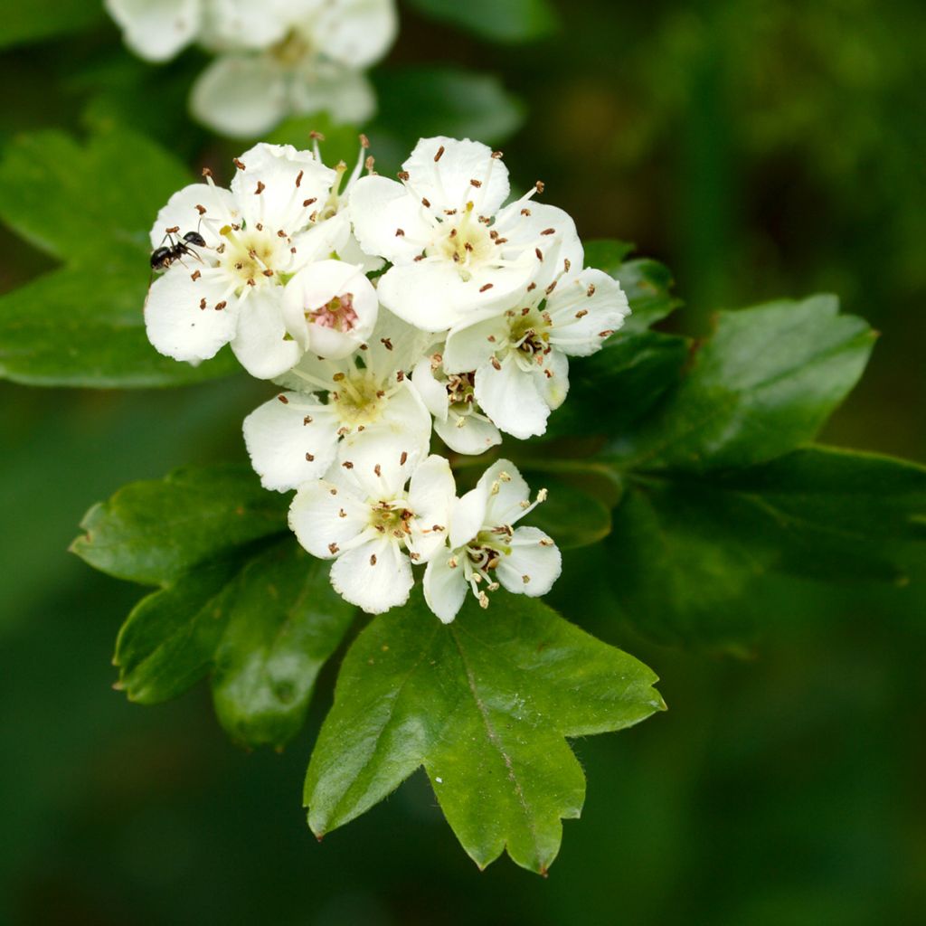 Aubépine - Crataegus monogyna Xanthocarpa