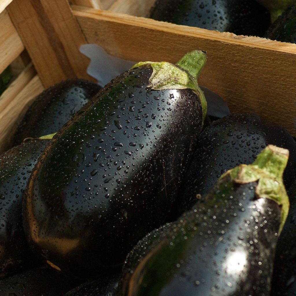 Aubergine Classic hybrid F1 en plant