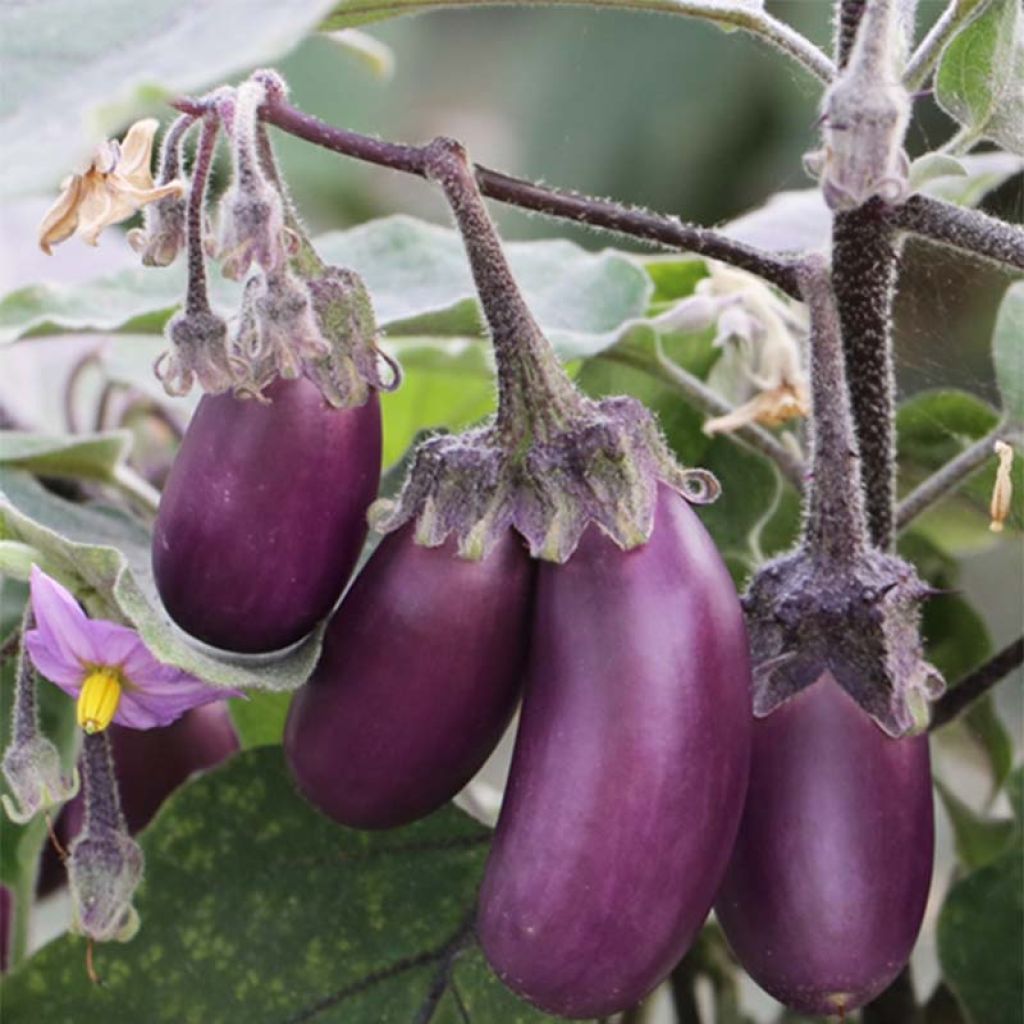 Aubergine Pusa Purple Cluster NT - Ferme de Sainte Marthe