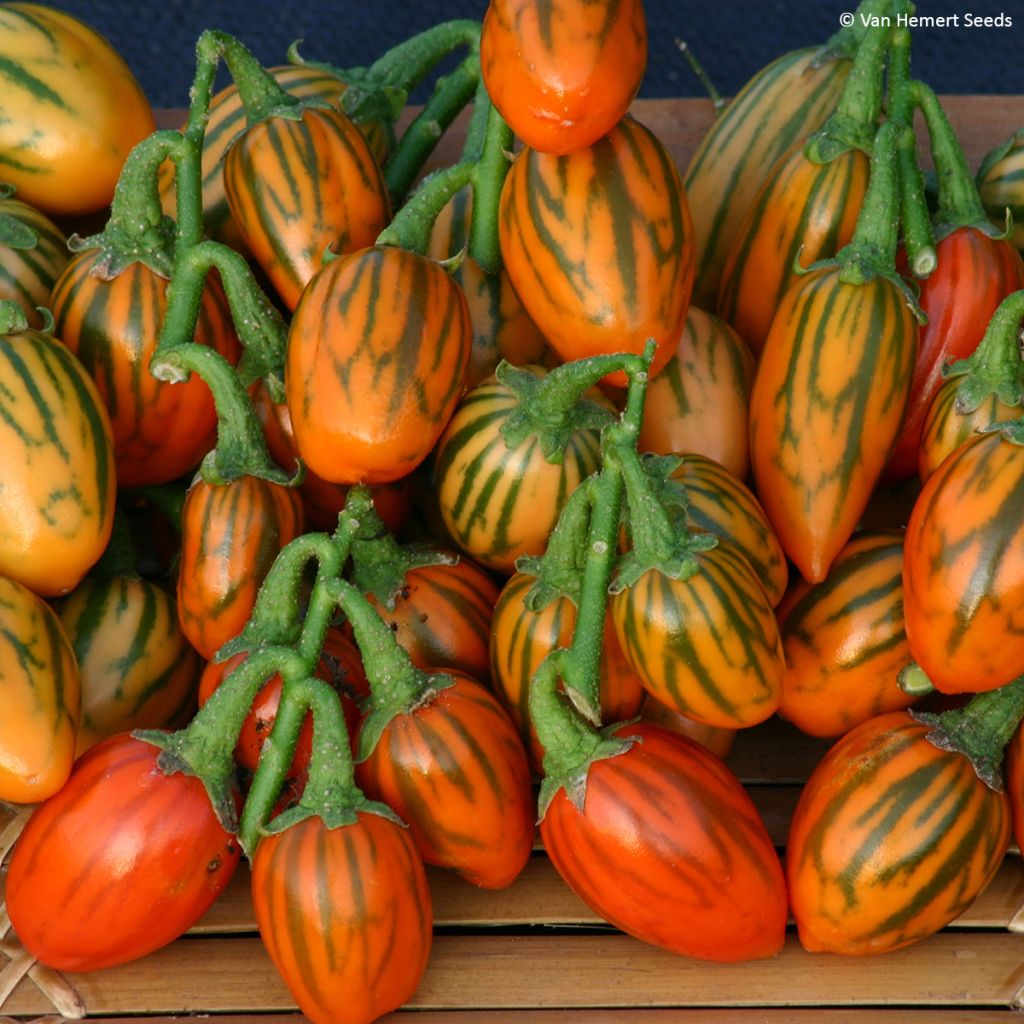 Aubergine africaine Striped Toga - Solanum aethiopicum