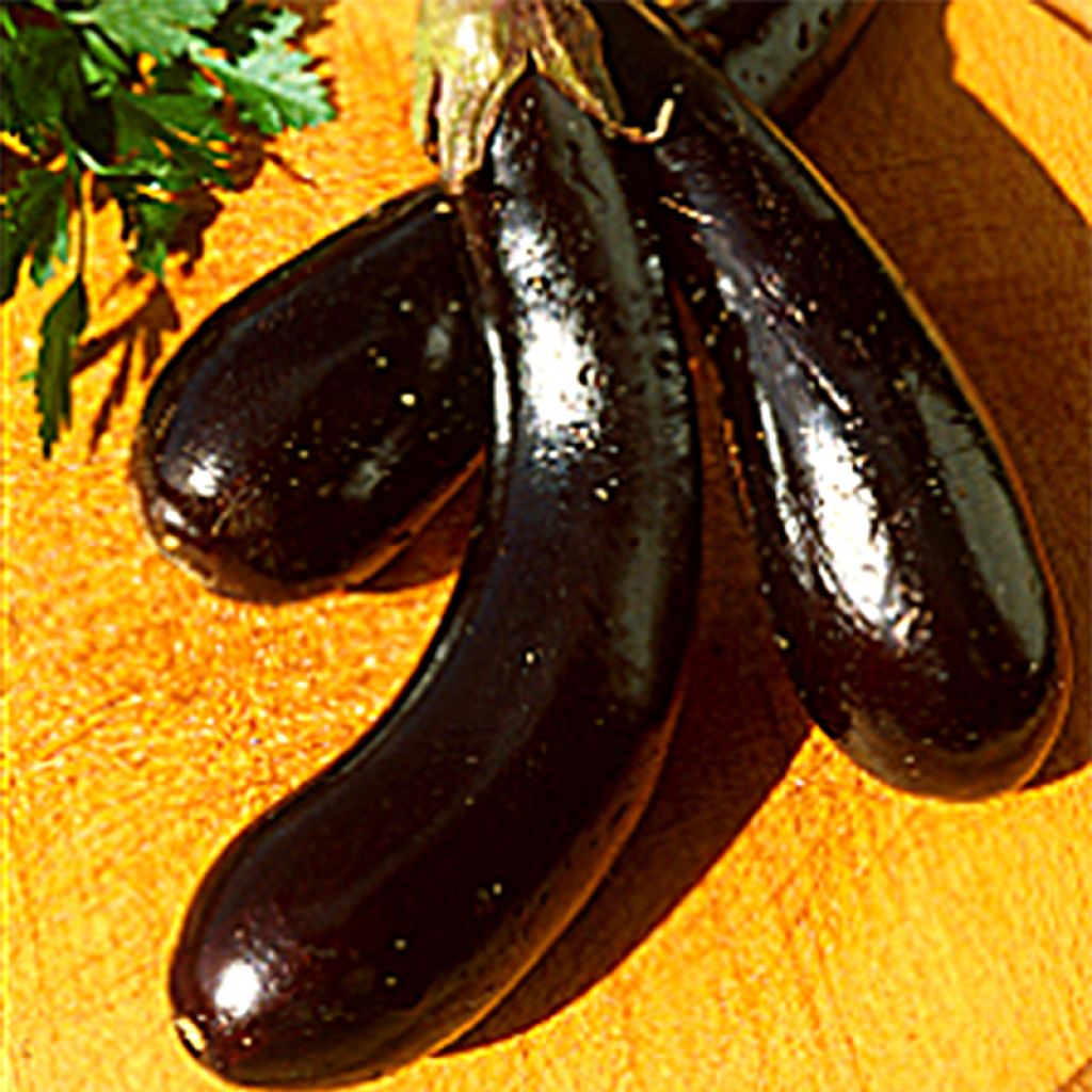 Aubergine de Barbentane en plants - Aubergine longue