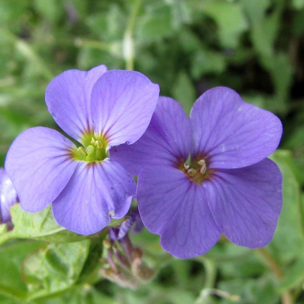 Aubrieta Royal Blue - Aubriète