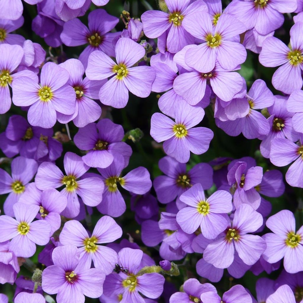 Aubrieta Royal Blue - Aubriète