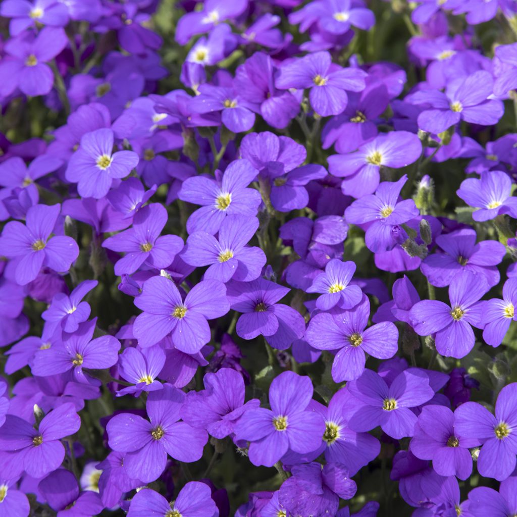 Aubrieta Royal Blue - Aubriète