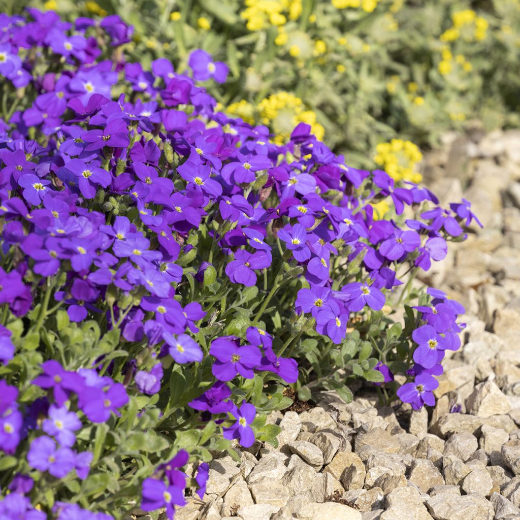 Aubrieta Royal Blue - Aubriète