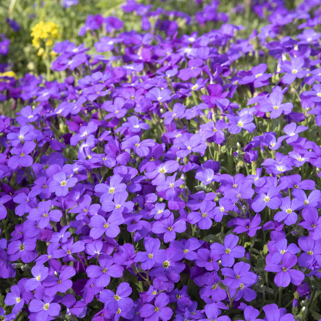 Aubrieta Royal Blue - Aubriète