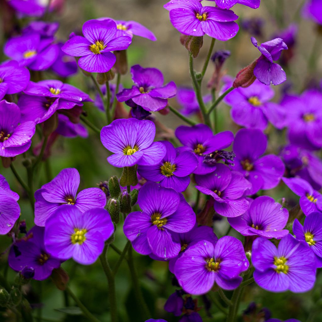 Aubrieta Royal Blue - Aubriète