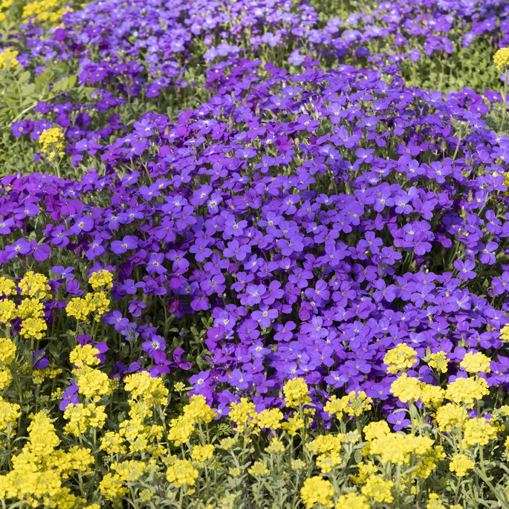 Aubrieta Royal Blue - Aubriète