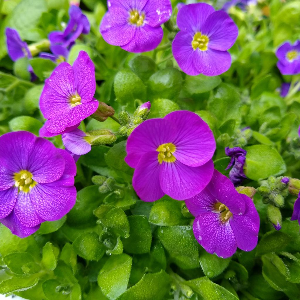 Aubriete Kitte® Bleu (Blue)  - Aubrieta x gracilis