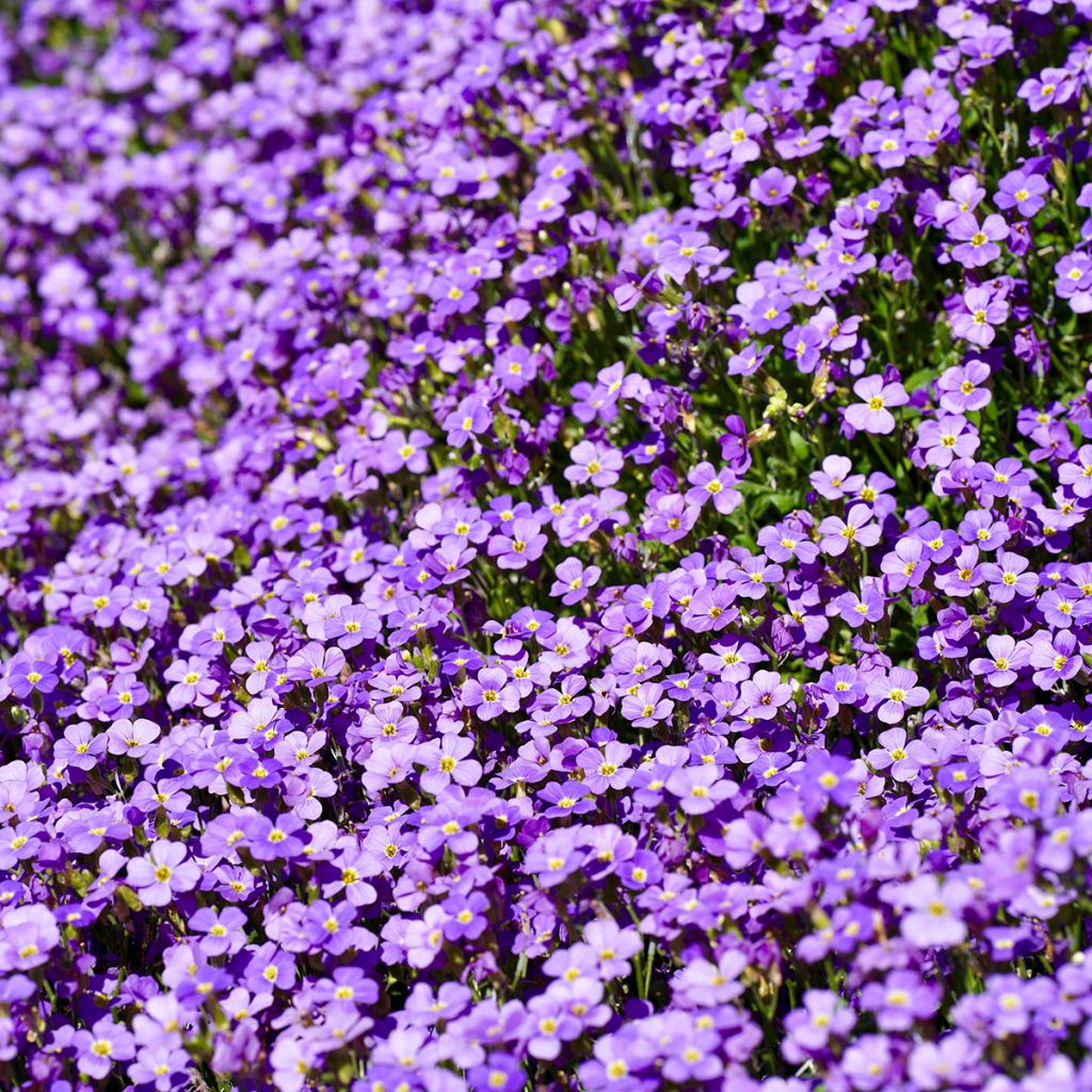 Aubriète bleue - Aubrieta Cascade Blue