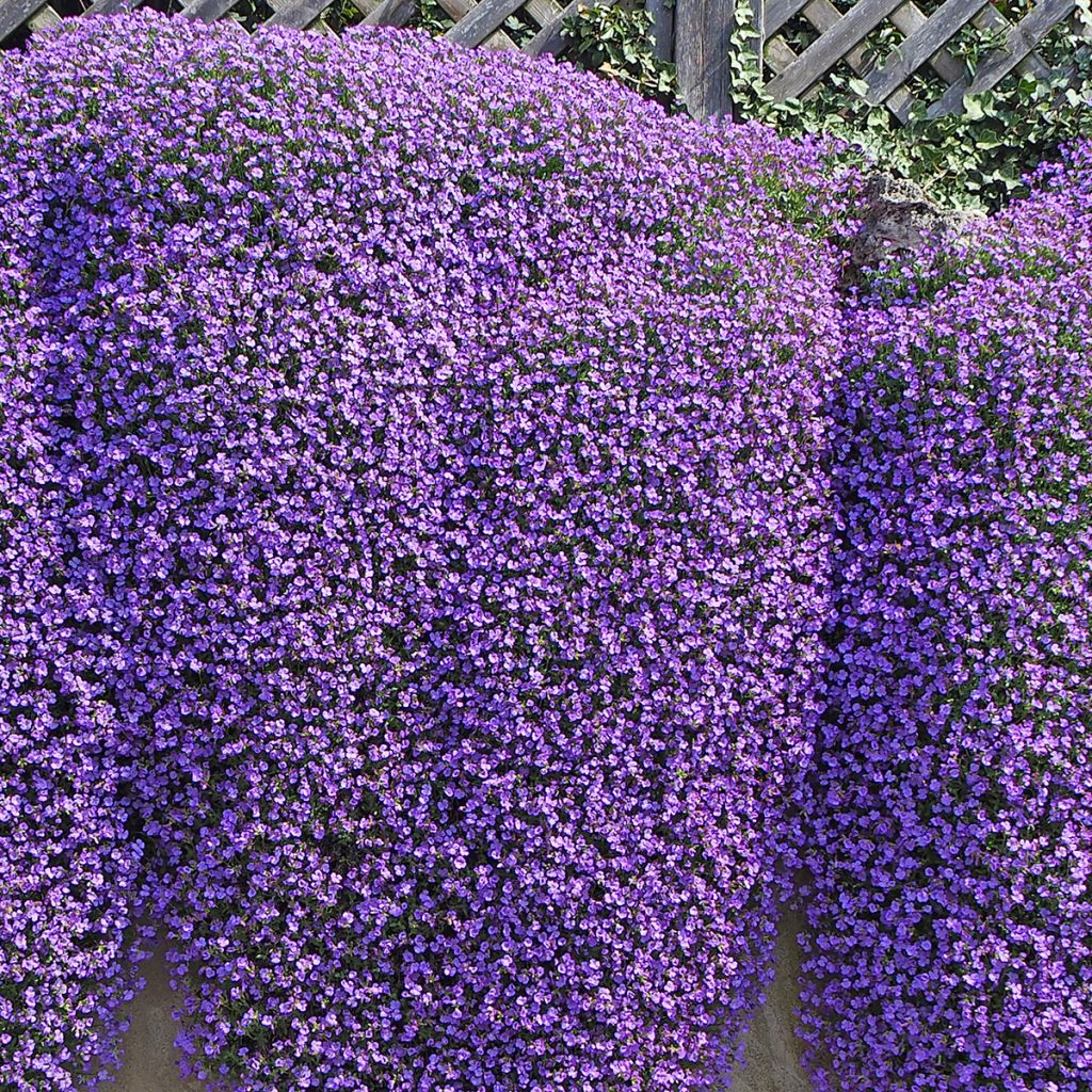 Aubriète bleue - Aubrieta Cascade Blue