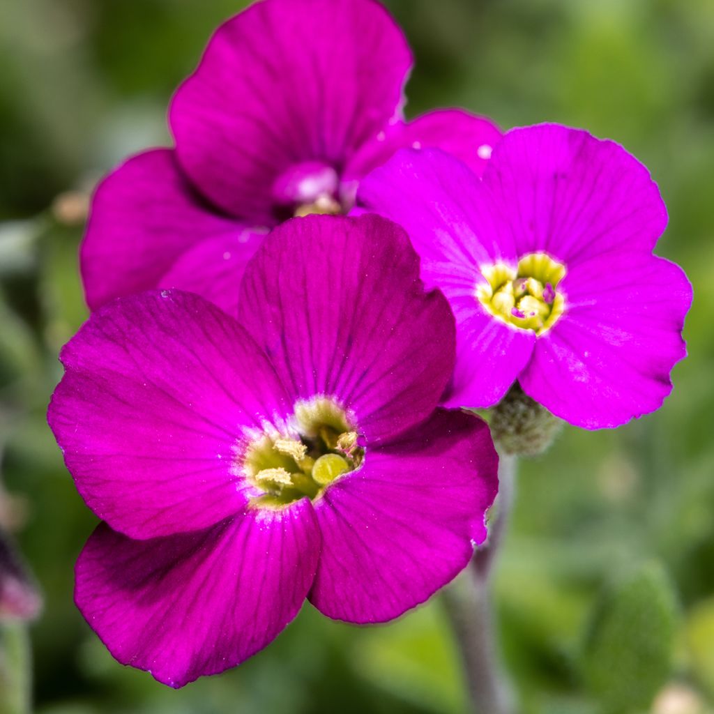 Aubriète rouge - Aubrieta Cascade Red