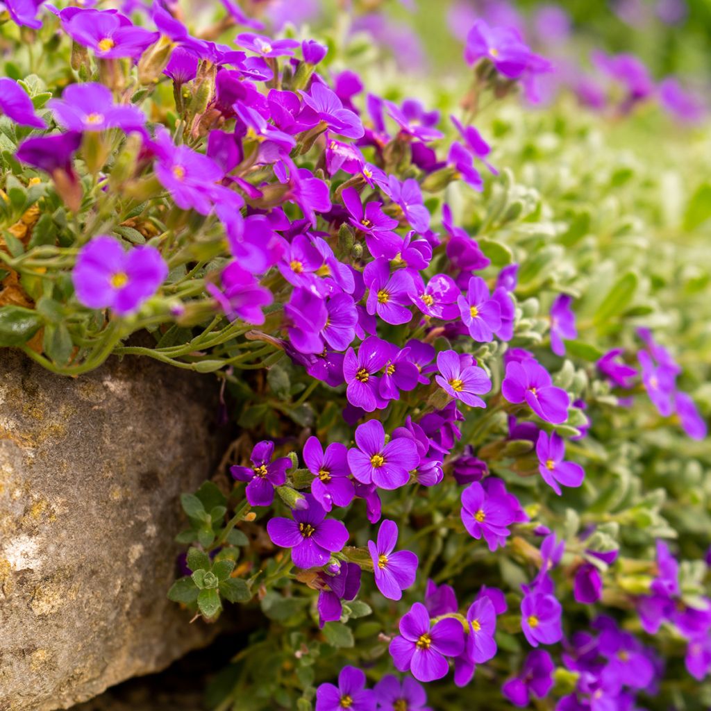 Aubriète rouge - Aubrieta Cascade Red