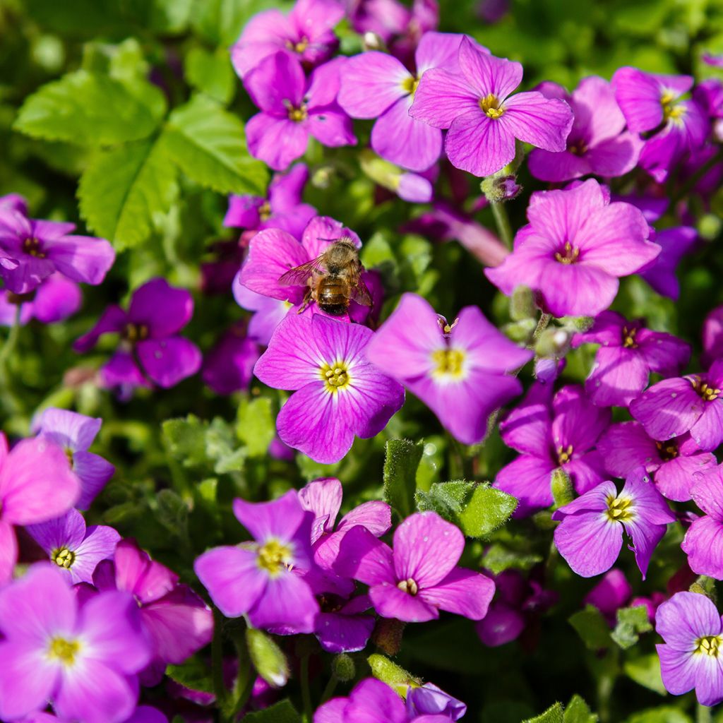 Aubriète rouge - Aubrieta Cascade Red