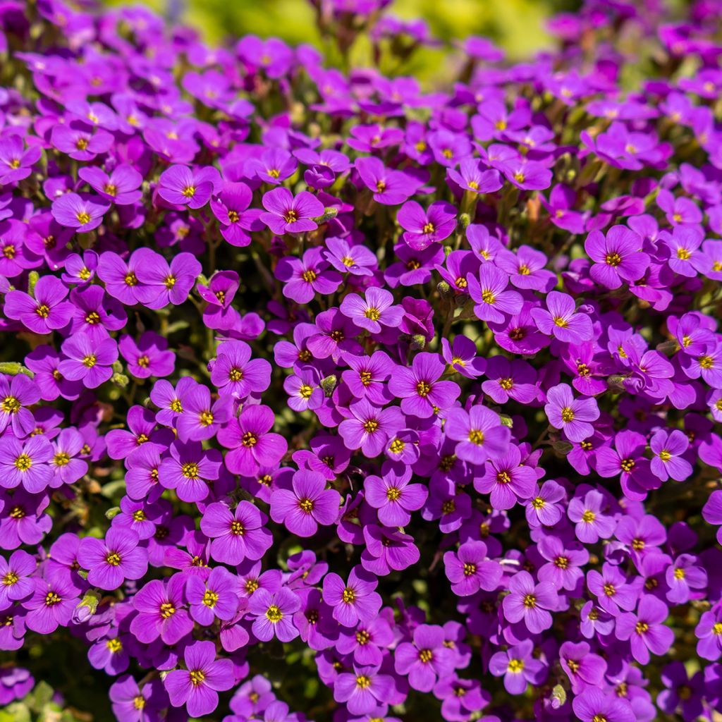 Aubriète rouge - Aubrieta Cascade Red