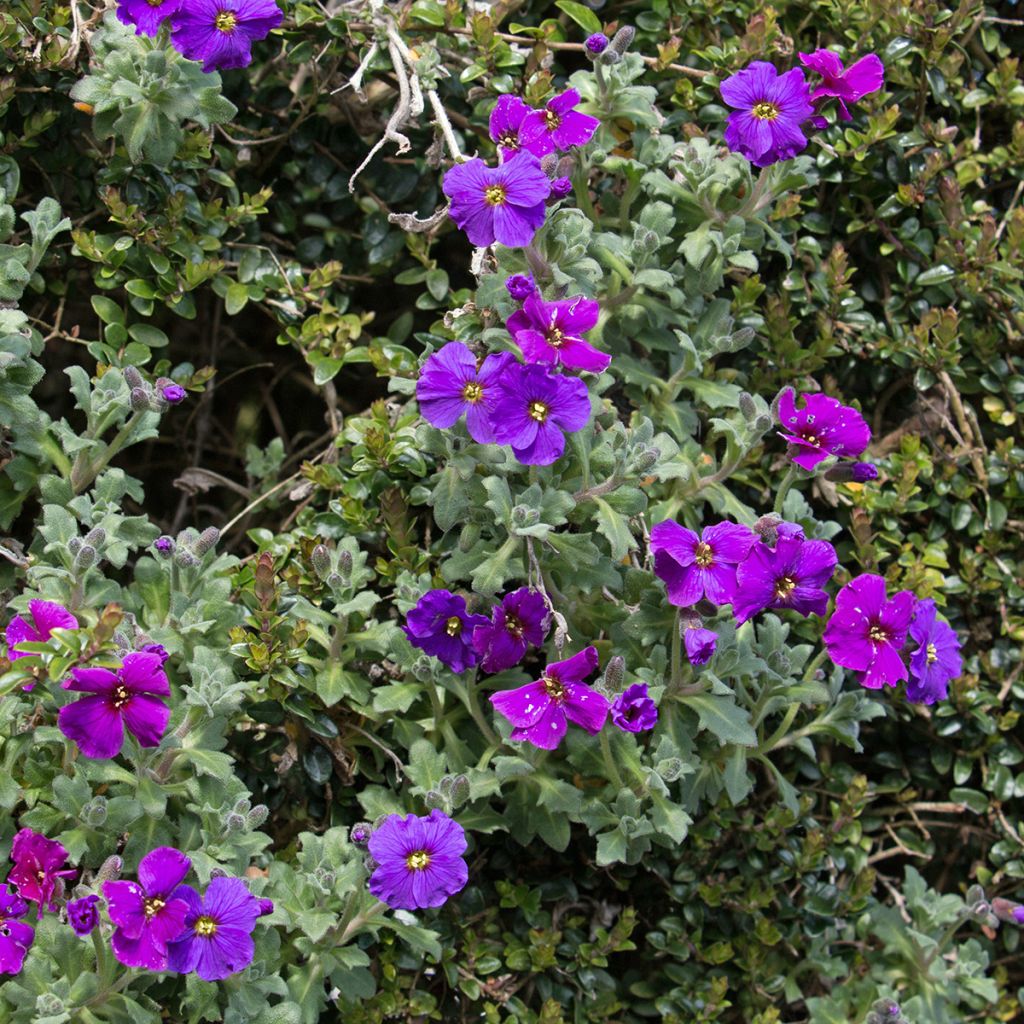 Aubriète violette - Aubrieta Cascade Purple