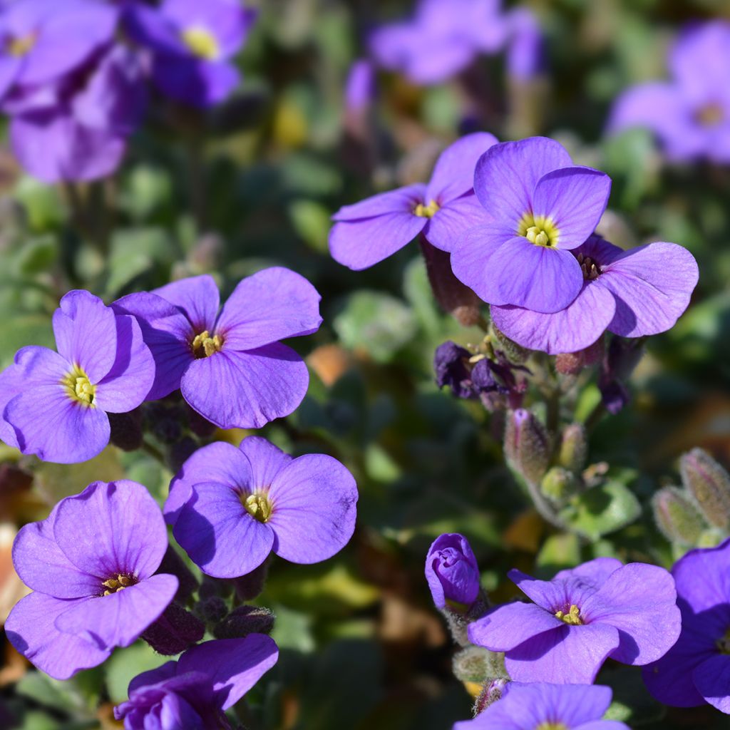 Aubriète violette - Aubrieta Cascade Purple