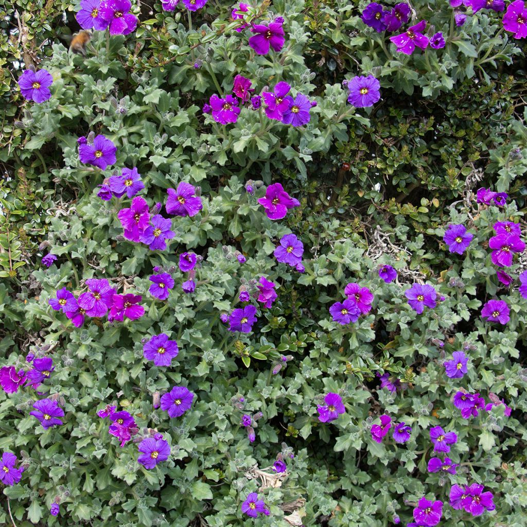 Aubriète violette - Aubrieta Cascade Purple
