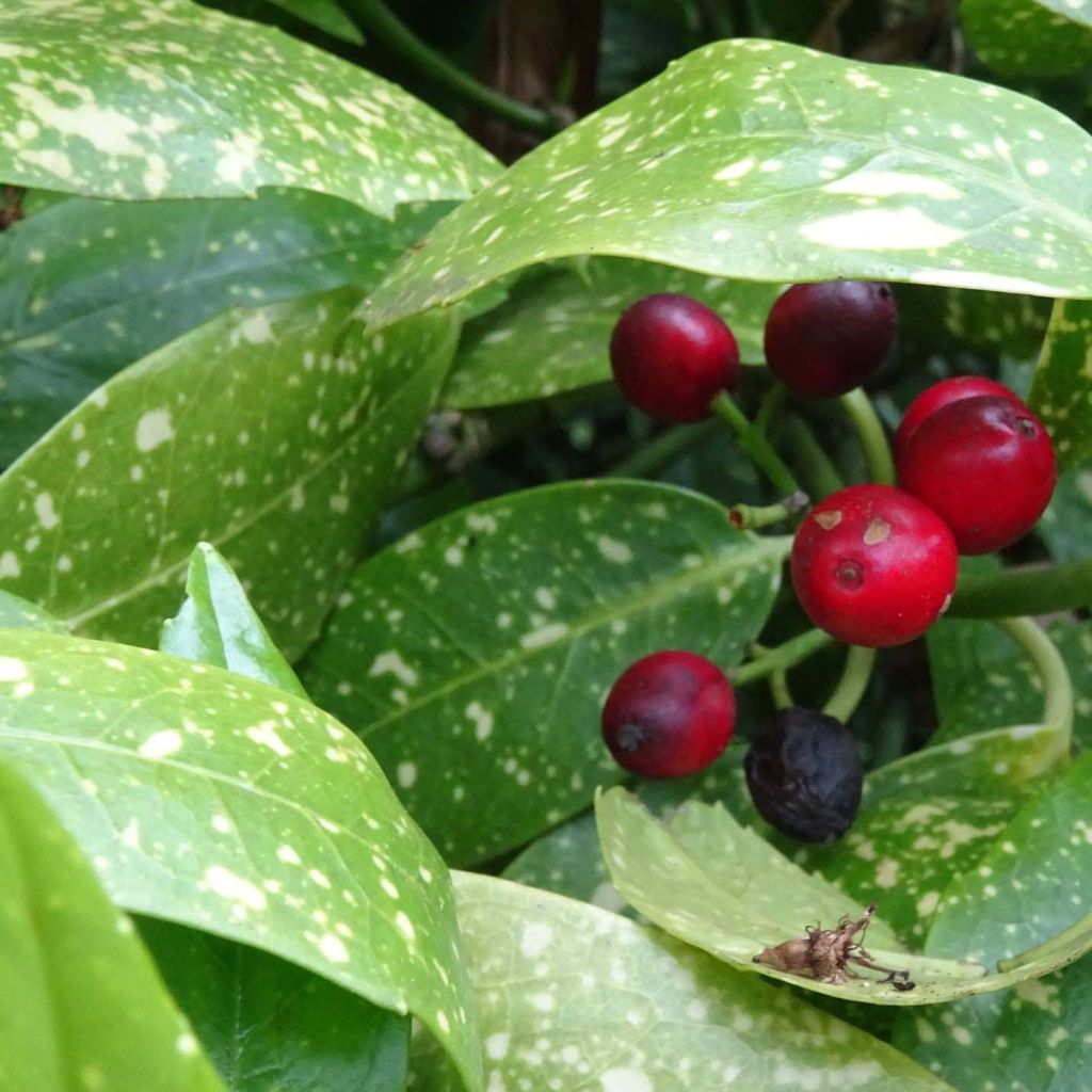 Aucuba japonica - Laurier du Japon