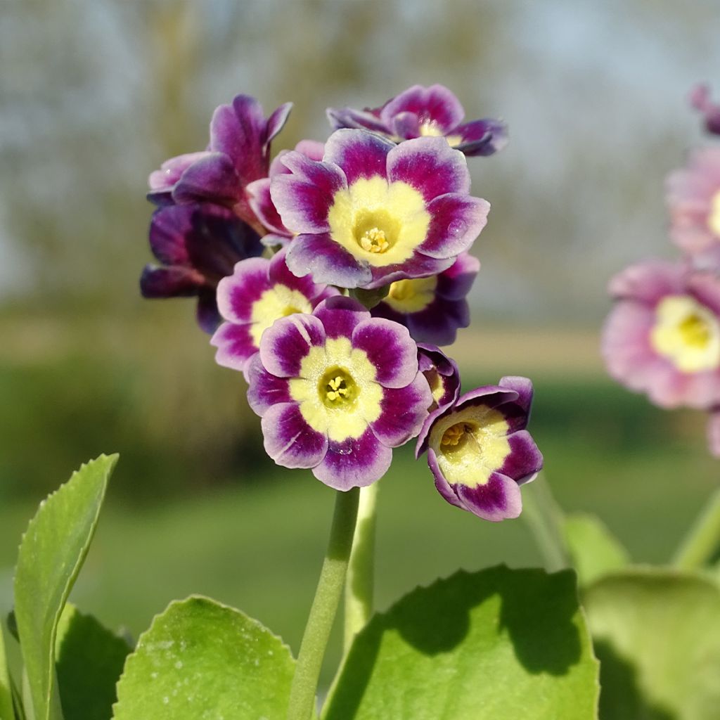 Auricule des jardins - Primula x pubescens 